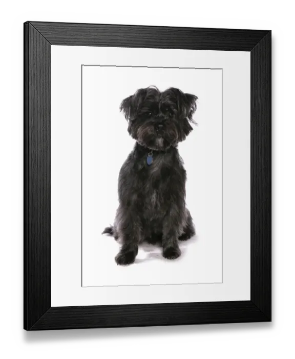 Framed Print : Domestic Dog, Weshi (Shih Tzu x West Highland Terrier), adult, sitting, with collar and tag Framed Print : Domestic Dog, Weshi (Shih Tzu x West Highland Terrier), adult, sitting, with collar and tag
