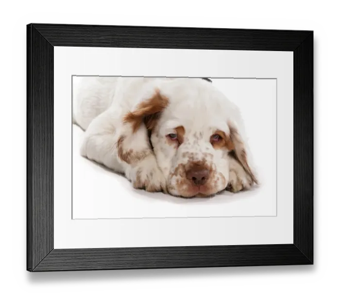 Framed Print : Domestic Dog, Clumber Spaniel, puppy, close-up of head, laying Framed Print : Domestic Dog, Clumber Spaniel, puppy, close-up of head, laying
