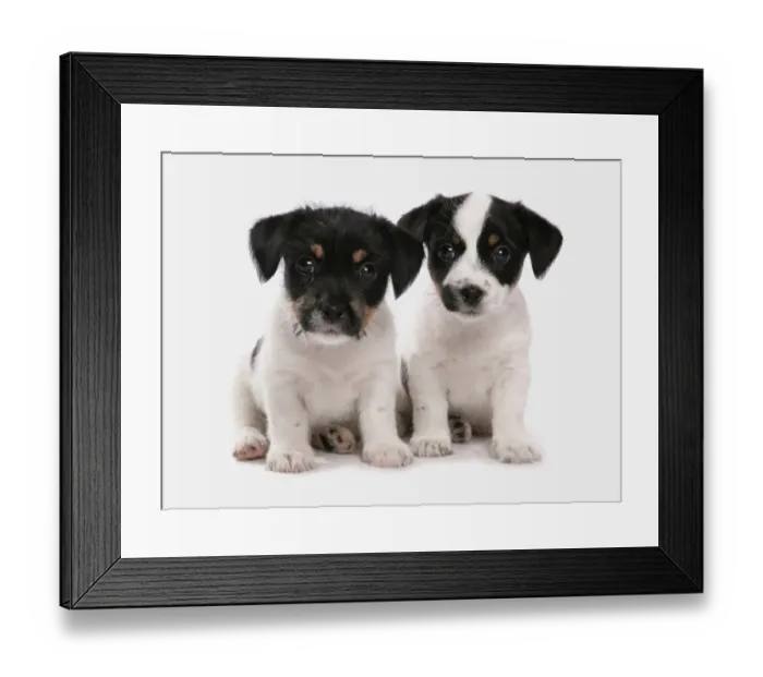Framed Print : Domestic Dog, Jack Russell Terrier, two puppies, sitting Framed Print : Domestic Dog, Jack Russell Terrier, two puppies, sitting