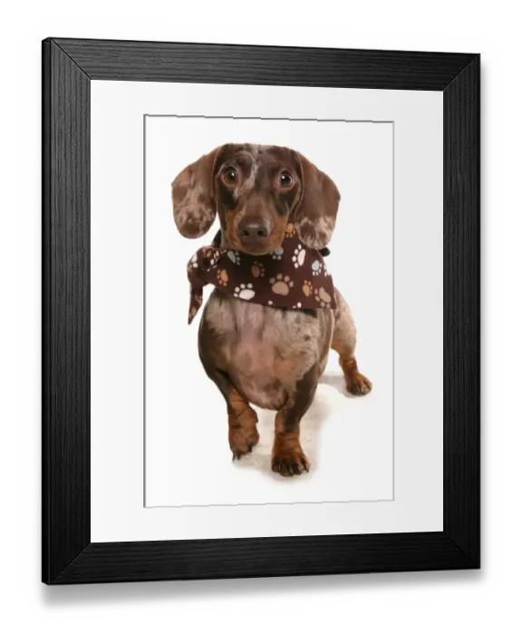 Framed Print : Domestic Dog, Smooth-haired Standard Dachshund, adult, wearing bandana, standing Framed Print : Domestic Dog, Smooth-haired Standard Dachshund, adult, wearing bandana, standing