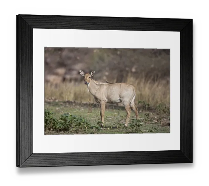 Framed Print : Nilgai (Boselaphus tragocamelus) immature male, standing, Ranthambore N. P. Rajasthan, India