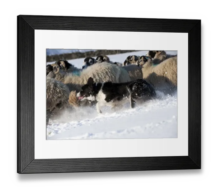 Framed Print : Domestic Dog, Border Collie sheepdog, adult, herding Swaledale sheep flock in snow, Cumbria, England, november Framed Print : Domestic Dog, Border Collie sheepdog, adult, herding Swaledale sheep flock in snow, Cumbria, England, november