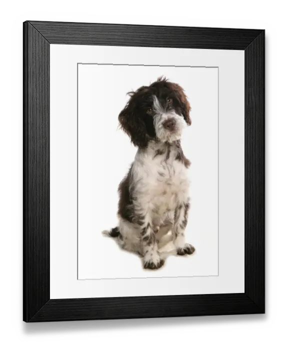 Framed Print : Domestic Dog, Cockerpoo (Cocker Spaniel x Poodle), puppy, sitting Framed Print : Domestic Dog, Cockerpoo (Cocker Spaniel x Poodle), puppy, sitting