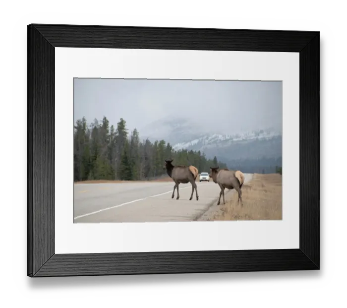 Framed Print : American Elk (Cervus canadensis) two adult females, walking onto road with approaching vehicle, Jasper N. P Framed Print : American Elk (Cervus canadensis) two adult females, walking onto road with approaching vehicle, Jasper N. P