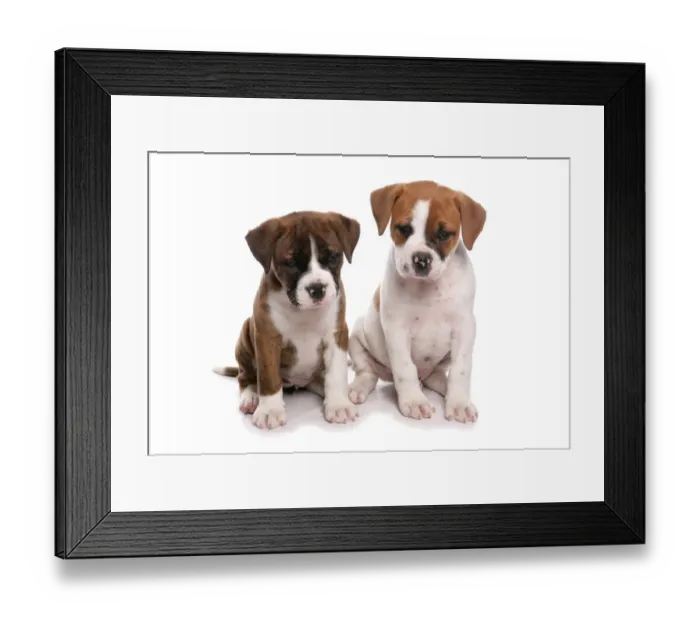 Framed Print : Domestic Dog, Victorian Bulldog, two puppies, sitting Framed Print : Domestic Dog, Victorian Bulldog, two puppies, sitting