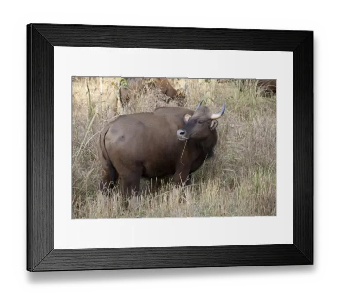 Framed Print : Gaur (Bos gaurus) adult female, feeding on grass, Kanha N. P. Madhya Pradesh, India Framed Print : Gaur (Bos gaurus) adult female, feeding on grass, Kanha N. P. Madhya Pradesh, India