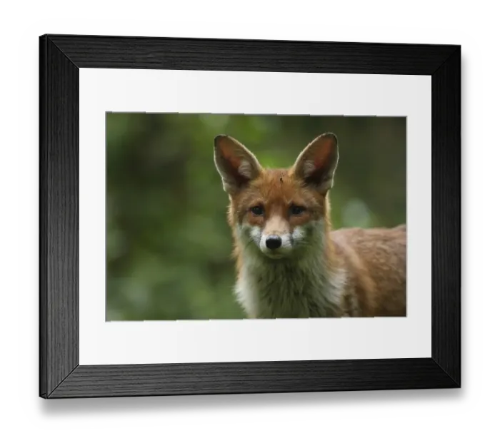 Framed Print : European Red Fox (Vulpes vulpes) adult, close-up of head, in urban garden, London, England, april