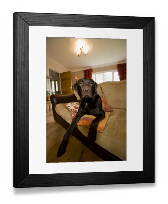 Framed Print : Domestic Dog, Chocolate Labrador Retriever, adult, resting on sofa, England Framed Print : Domestic Dog, Chocolate Labrador Retriever, adult, resting on sofa, England
