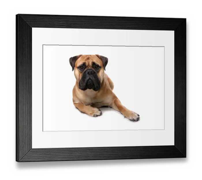 Framed Print : Domestic Dog, Bullmastiff, adult male, laying