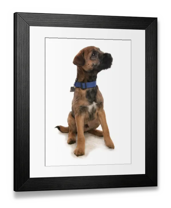 Framed Print : Domestic Dog, Border Terrier, puppy, with collar and tag, sitting Framed Print : Domestic Dog, Border Terrier, puppy, with collar and tag, sitting