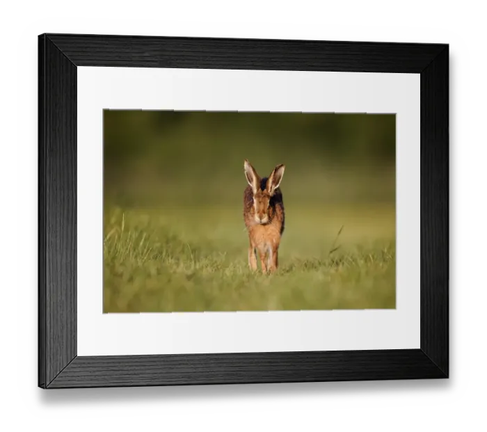 Framed Print : European Hare (Lepus europaeus) adult, running on grass in field, Midlands, England, may Framed Print : European Hare (Lepus europaeus) adult, running on grass in field, Midlands, England, may