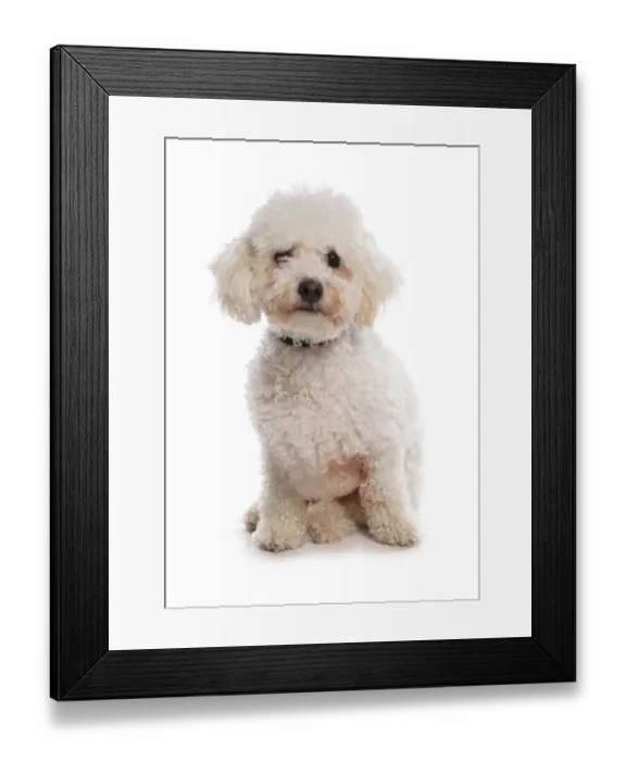 Framed Print : Domestic Dog, Bichon Frise, adult, sitting, with collar Framed Print : Domestic Dog, Bichon Frise, adult, sitting, with collar