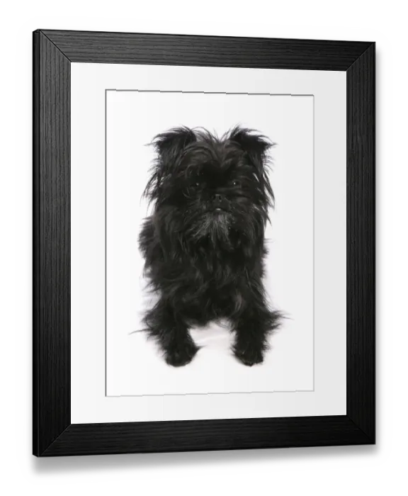 Framed Print : Domestic Dog, Affenpinscher, adult, laying Framed Print : Domestic Dog, Affenpinscher, adult, laying