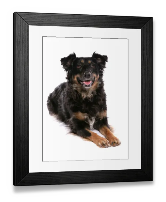 Framed Print : Domestic Dog, collie cross mongrel, adult female, laying Framed Print : Domestic Dog, collie cross mongrel, adult female, laying
