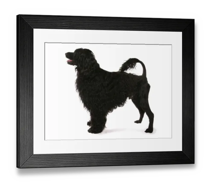 Framed Print : Domestic Dog, Portuguese Water Dog, adult, standing Framed Print : Domestic Dog, Portuguese Water Dog, adult, standing