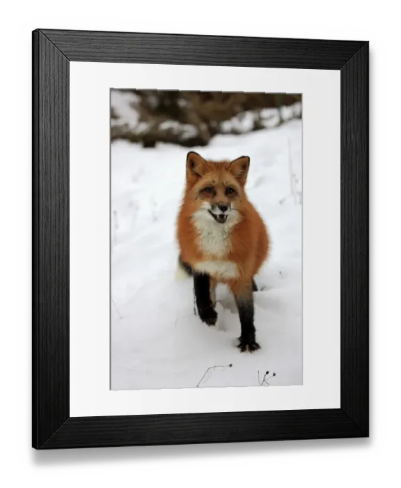 Framed Print : American Red Fox (Vulpes vulpes fulva) adult, standing in snow, Montana, U. S. A. winter (captive) Framed Print : American Red Fox (Vulpes vulpes fulva) adult, standing in snow, Montana, U. S. A. winter (captive)