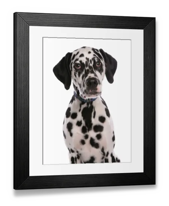 Framed Print : Domestic Dog, Dalmatian, puppy, close-up of head, with collar