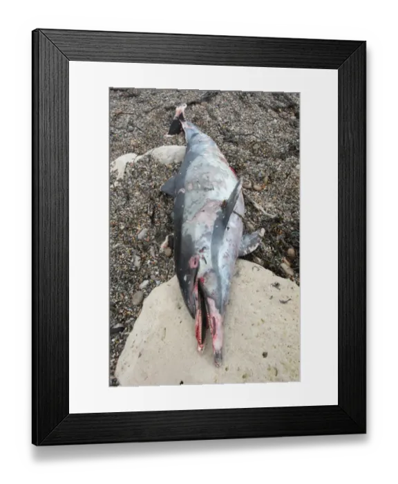 Framed Print : Short-beaked Common Dolphin (Delphinus delphis) dead adult, washed up on beach, Chesil Beach, Dorset, England, december Framed Print : Short-beaked Common Dolphin (Delphinus delphis) dead adult, washed up on beach, Chesil Beach, Dorset, England, december