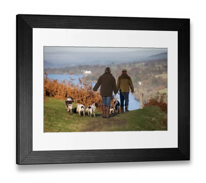 Framed Print : Domestic Dog, Spaniels on leads, being walked by couple on upland, overlooking Ullswater, Lake District, Cumbria