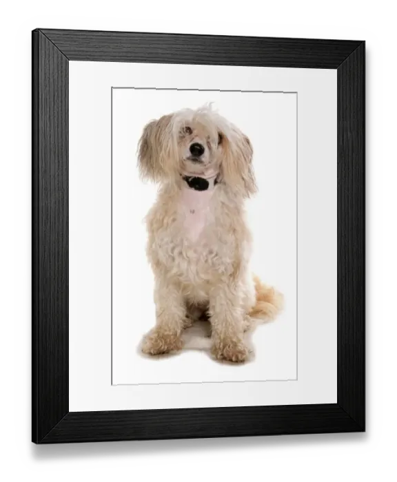 Framed Print : Domestic Dog, Chinese Crested, coated powder-puff variety, adult, sitting, with collar Framed Print : Domestic Dog, Chinese Crested, coated powder-puff variety, adult, sitting, with collar