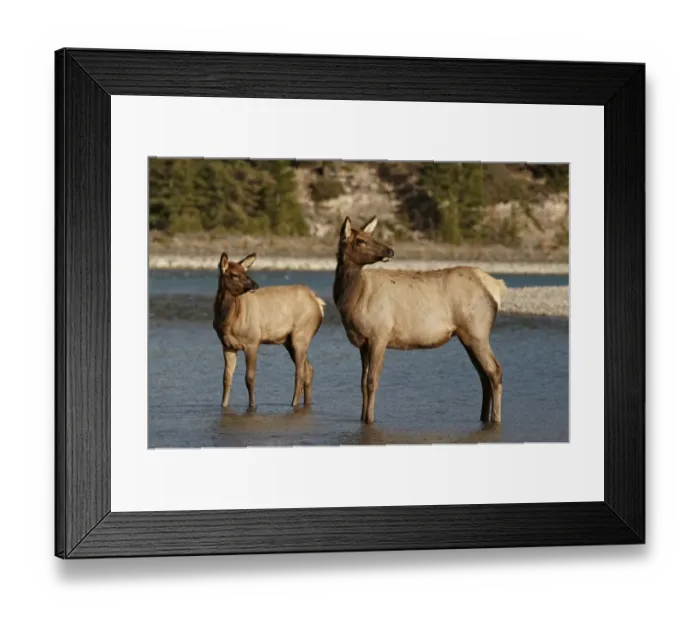Framed Print : American Elk (Cervus canadensis) adul female with young, standing in river, Jasper N. P Framed Print : American Elk (Cervus canadensis) adul female with young, standing in river, Jasper N. P