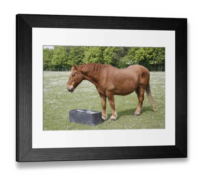 Framed Print : Horse, Suffolk Punch, stallion, drinking from trough in paddock, Museum of East Anglian Life, Stowmarket, Suffolk Framed Print : Horse, Suffolk Punch, stallion, drinking from trough in paddock, Museum of East Anglian Life, Stowmarket, Suffolk