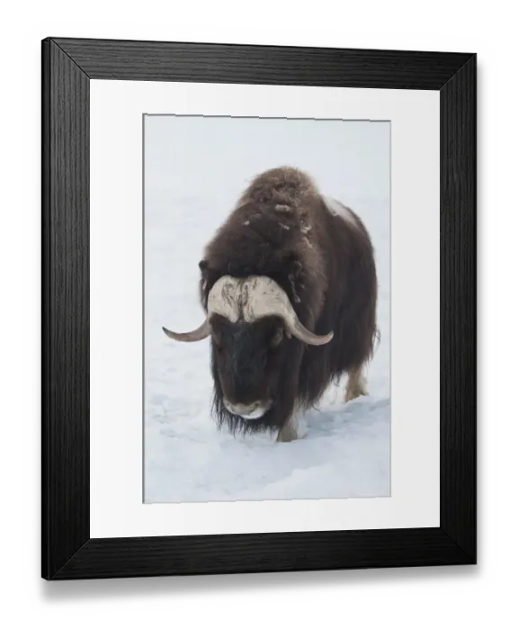 Framed Print : Musk Ox (Ovibos moschatus) adult, standing in snow, Yukon Wildlife Preserve, Yukon Territory, Canada, winter Framed Print : Musk Ox (Ovibos moschatus) adult, standing in snow, Yukon Wildlife Preserve, Yukon Territory, Canada, winter