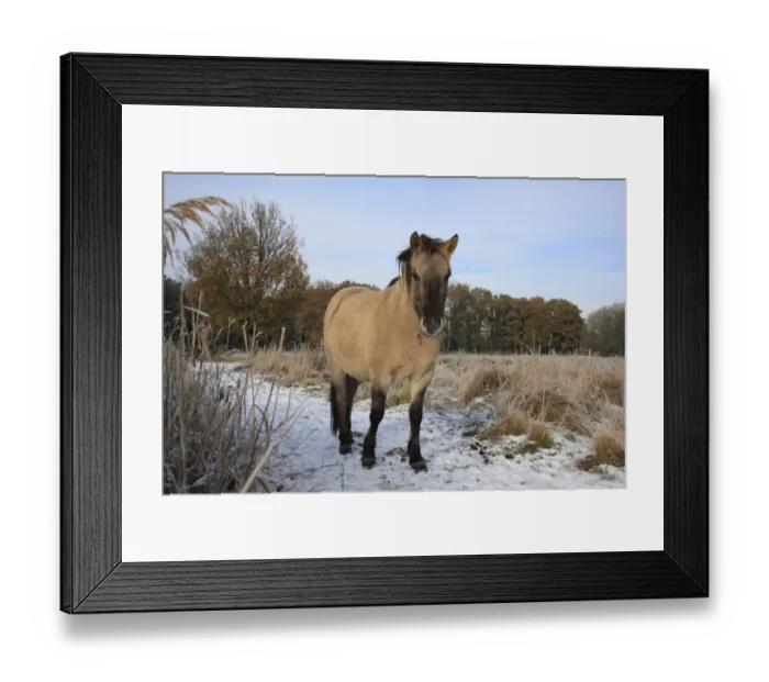 Framed Print : Konik Horse, mare, standing in snow at edge of fen meadow, used as habitat management in river valley fen Framed Print : Konik Horse, mare, standing in snow at edge of fen meadow, used as habitat management in river valley fen