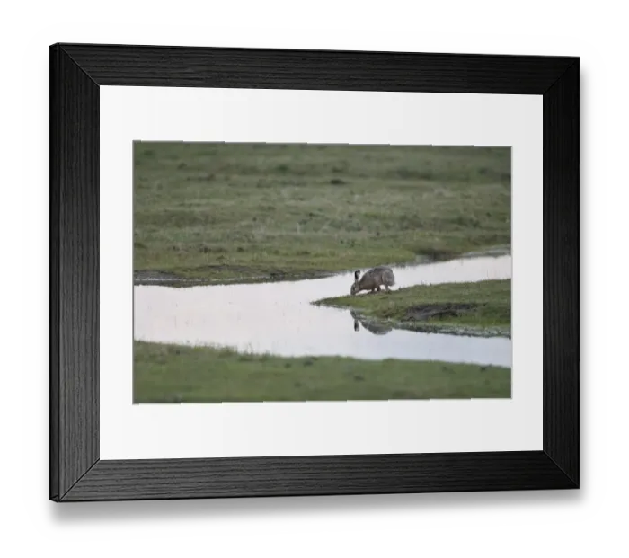 Framed Print : European Hare (Lepus europaeus) adult, drinking from flooded grazing marsh, North Kent Marshes, Kent, England, march Framed Print : European Hare (Lepus europaeus) adult, drinking from flooded grazing marsh, North Kent Marshes, Kent, England, march