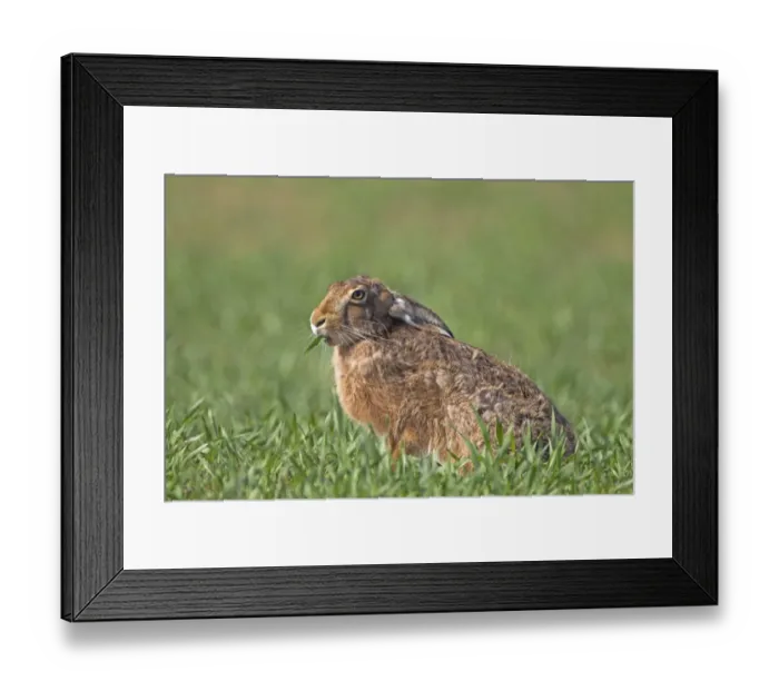 Framed Print : European Hare (Lepus europaeus) adult, feeding, sitting in crop field, Berwickshire, Scottish Borders, Scotland, april