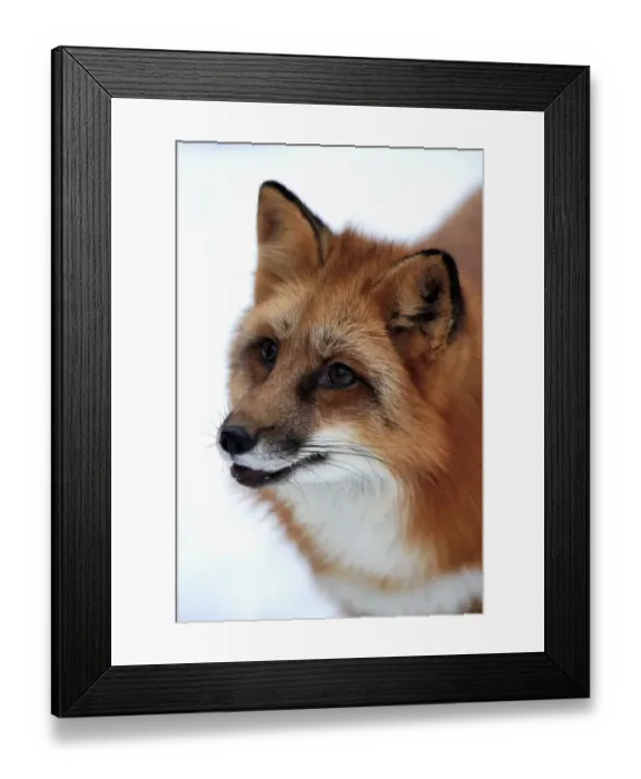 Framed Print : American Red Fox (Vulpes vulpes fulva) adult, close-up of head, in snow, Montana, U. S. A. winter (captive) Framed Print : American Red Fox (Vulpes vulpes fulva) adult, close-up of head, in snow, Montana, U. S. A. winter (captive)