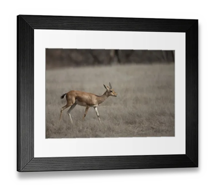 Framed Print : Indian Gazelle (Gazella bennettii) adult female, walking on grass, Ranthambore N. P. Rajasthan, India Framed Print : Indian Gazelle (Gazella bennettii) adult female, walking on grass, Ranthambore N. P. Rajasthan, India