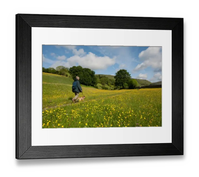 Framed Print : Domestic Dog, walked by owner on path in wildflower meadow, Muker, Swaledale, Yorkshire Dales N. P