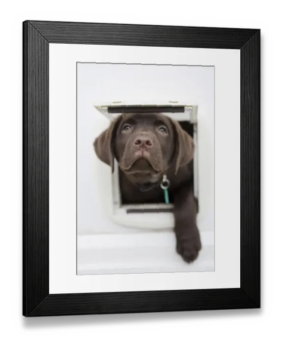 Framed Print : Domestic Dog, Chocolate Labrador Retriever, ten-week old male puppy, looking out from catflap, Portesham, Dorset Framed Print : Domestic Dog, Chocolate Labrador Retriever, ten-week old male puppy, looking out from catflap, Portesham, Dorset
