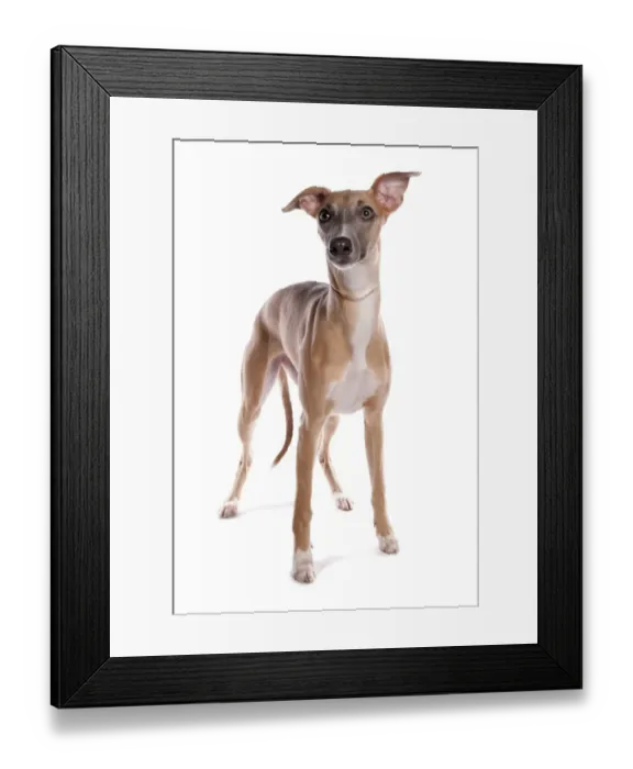 Framed Print : Domestic Dog, Whippet, adult, with collar, standing Framed Print : Domestic Dog, Whippet, adult, with collar, standing
