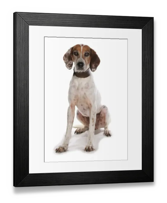 Framed Print : Domestic Dog, Trail Hound, adult, sitting, with collar Framed Print : Domestic Dog, Trail Hound, adult, sitting, with collar