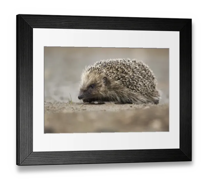 Framed Print : European Hedgehog (Erinaceus europaeus) adult, walking on mud, Midlands, England, june Framed Print : European Hedgehog (Erinaceus europaeus) adult, walking on mud, Midlands, England, june