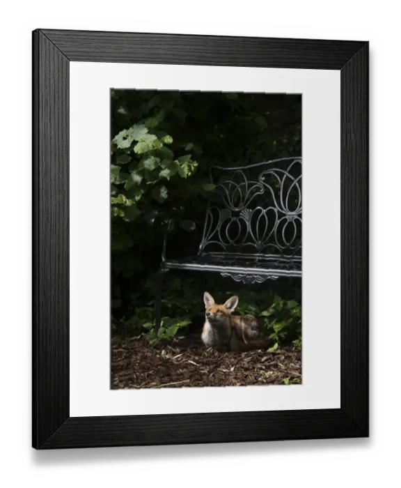 Framed Print : European Red Fox (Vulpes vulpes) adult, resting under bench in urban garden, London, England, may Framed Print : European Red Fox (Vulpes vulpes) adult, resting under bench in urban garden, London, England, may