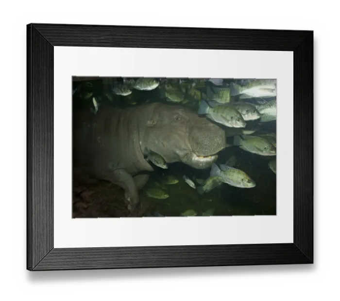 Framed Print : Pygmy Hippopotamus (Choeropsis liberiensis) adult, underwater with fish, Singapore Zoo Framed Print : Pygmy Hippopotamus (Choeropsis liberiensis) adult, underwater with fish, Singapore Zoo
