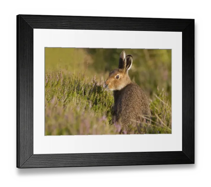 Framed Print : Mountain Hare (Lepus timidus) young, summer coat, looking back over shoulder, sitting amongst flowering heather Framed Print : Mountain Hare (Lepus timidus) young, summer coat, looking back over shoulder, sitting amongst flowering heather