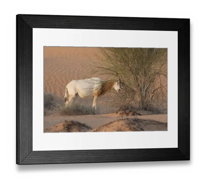 Framed Print : Scimitar-horned Oryx (Oryx dammah) adult male, scent marking bush, Dubai Desert Conservation Reserve, Al Maha, Dubai Framed Print : Scimitar-horned Oryx (Oryx dammah) adult male, scent marking bush, Dubai Desert Conservation Reserve, Al Maha, Dubai