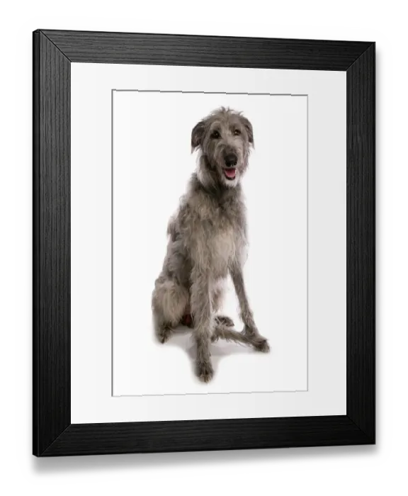 Framed Print : Domestic Dog, Deerhound, adult, sitting Framed Print : Domestic Dog, Deerhound, adult, sitting