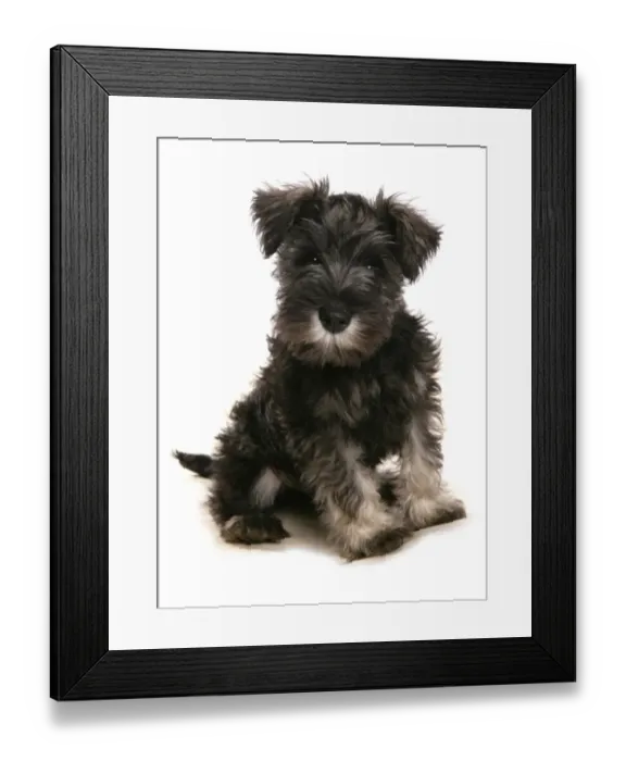 Framed Print : Domestic Dog, Schnauzer, puppy, sitting Framed Print : Domestic Dog, Schnauzer, puppy, sitting