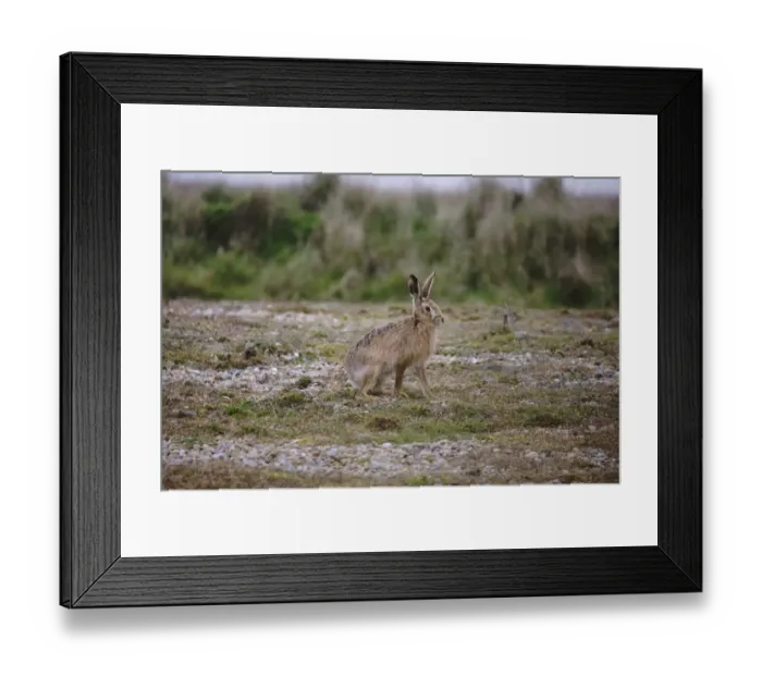 Framed Print : European Hare (Lepus europaeus) adult, crossing vegetated shingle, Havergate Island RSPB Reserve, Suffolk, England Framed Print : European Hare (Lepus europaeus) adult, crossing vegetated shingle, Havergate Island RSPB Reserve, Suffolk, England
