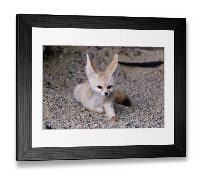 Framed Print : Fennec Fox (Vulpes zerda) adult, resting (captive) Framed Print : Fennec Fox (Vulpes zerda) adult, resting (captive)