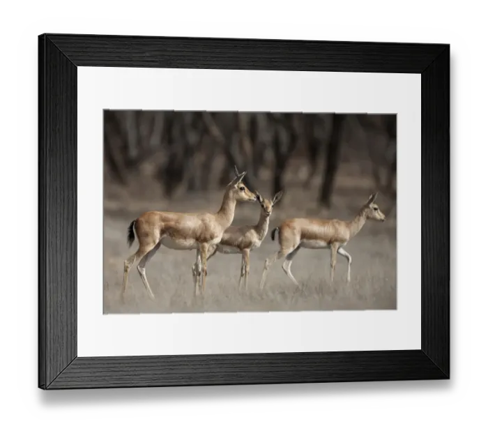 Framed Print : Indian Gazelle (Gazella bennettii) adult females with young, Ranthambore N. P. Rajasthan, India