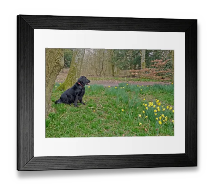Framed Print : Domestic Dog, Flat-coated Retriever, adult female, sitting beside daffodils in woodland, West Sussex, England, march Framed Print : Domestic Dog, Flat-coated Retriever, adult female, sitting beside daffodils in woodland, West Sussex, England, march
