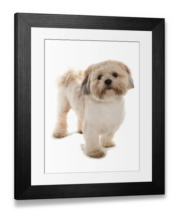 Framed Print : Domestic Dog, Lhasa Apso, adult, standing Framed Print : Domestic Dog, Lhasa Apso, adult, standing