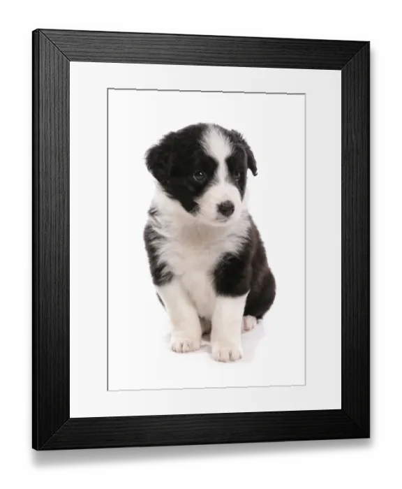 Framed Print : Domestic Dog, Border Collie, puppy, sitting Framed Print : Domestic Dog, Border Collie, puppy, sitting