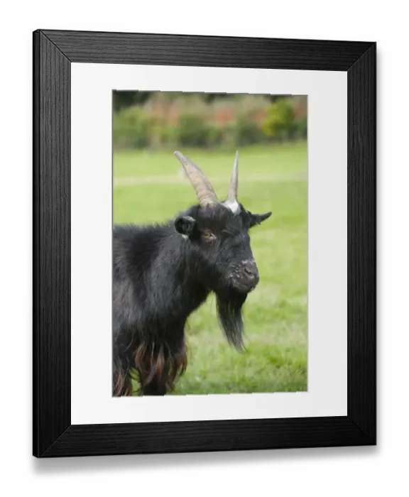 Framed Print : Domestic Goat, Pygmy Goat, adult male, close-up of head, Whitewell, Clitheroe, Lancashire, England, september Framed Print : Domestic Goat, Pygmy Goat, adult male, close-up of head, Whitewell, Clitheroe, Lancashire, England, september